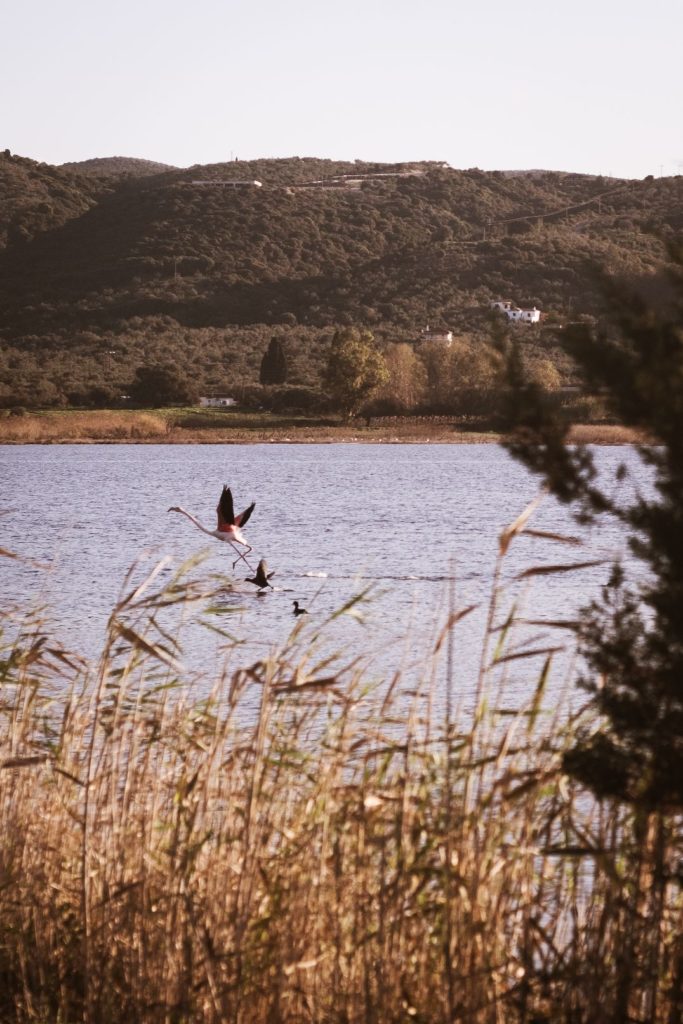 2 φλαμινγκο