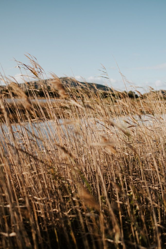 3 σταχια scaled