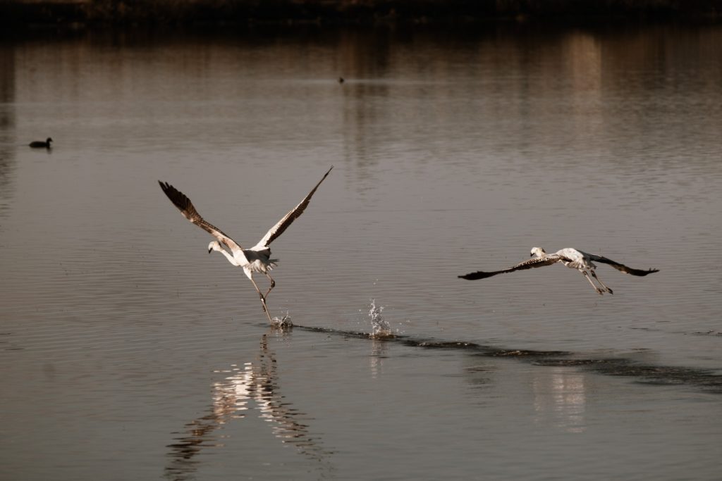 Explore the Gialova Lagoon: A Bird Paradise 4