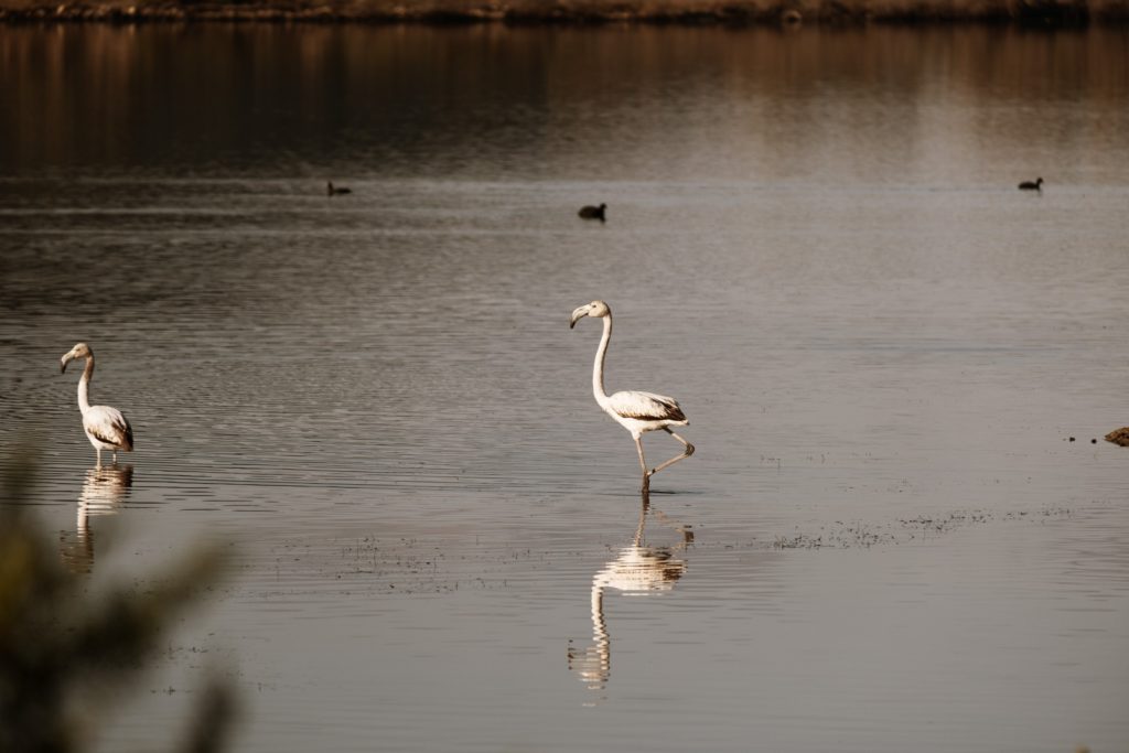 Explore the Gialova Lagoon: A Bird Paradise 3